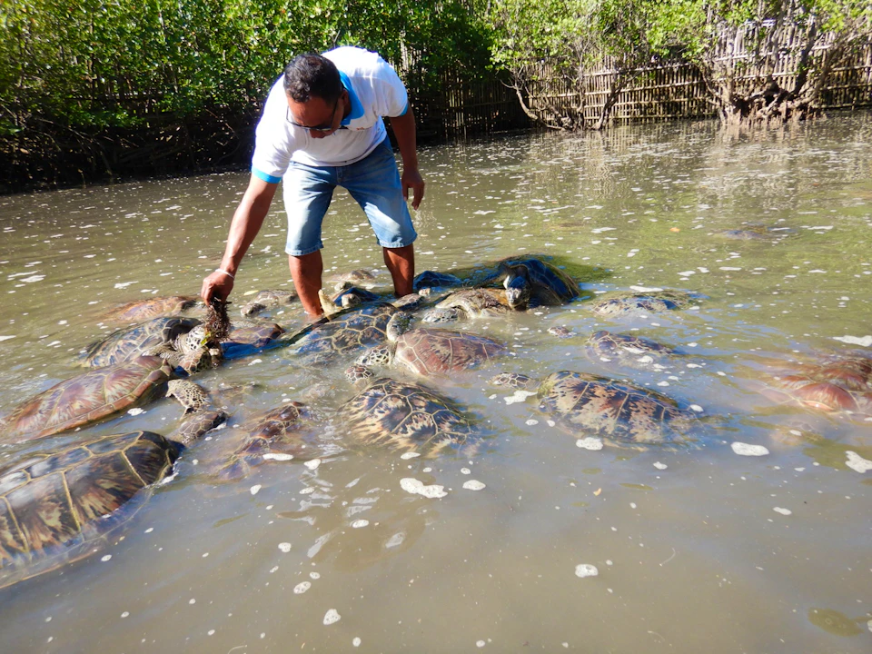 Mangrove & Snorkeling Adventure with a visit to Turtle Island. Location